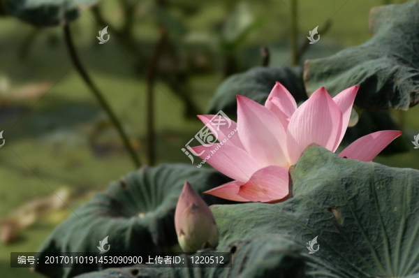 紅色盛開的蓮花