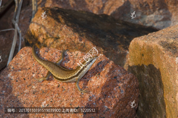 sunbasking蜥蜴-匯圖網(wǎng) www.fosd68.com sunbasking蜥蜴