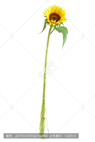 太陽(yáng)花收集