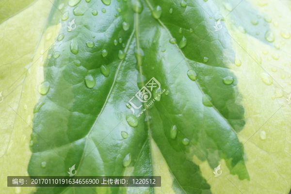 常春藤葉的背景