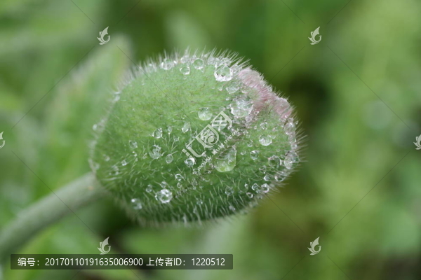 罌粟花蕾