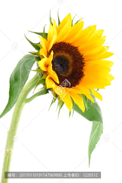 太陽(yáng)花收集-匯圖網(wǎng) www.fosd68.com 太陽(yáng)花收集