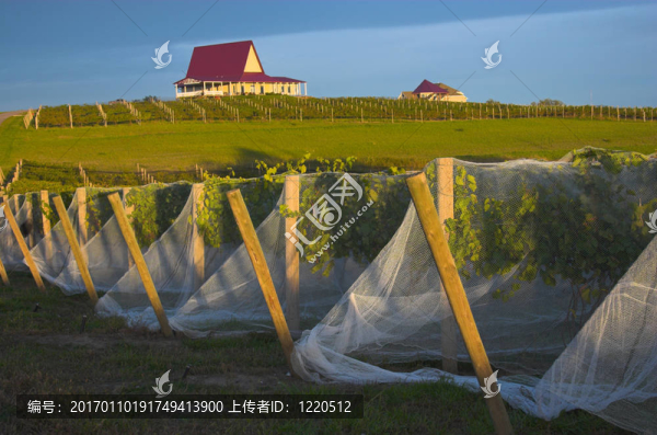 葡萄園，藤蔓覆蓋著鳥保護(hù)網(wǎng)