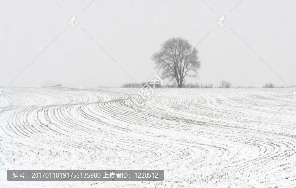 樹在降雪