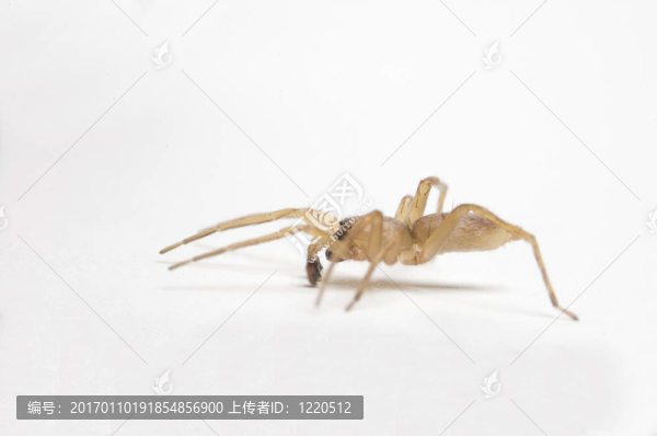 蜘蛛