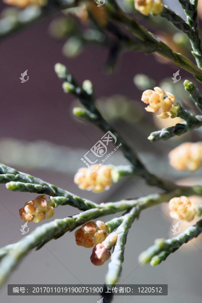 松果芽