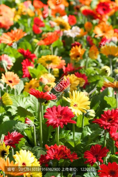 五顏六色的花朵
