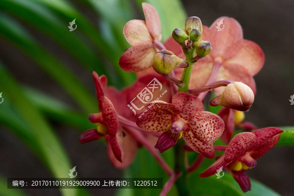 蝴蝶蘭