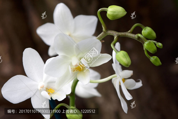 蝴蝶蘭-匯圖網(wǎng) www.fosd68.com 蝴蝶蘭