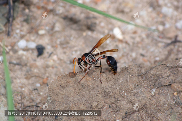 insekt和餐-匯圖網(wǎng) www.fosd68.com insekt和餐