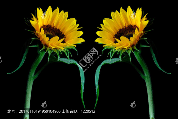太陽花的背景