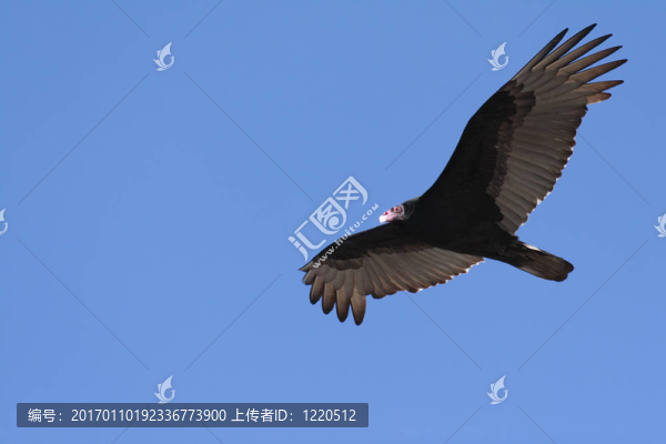 土耳其禿鷲翱翔