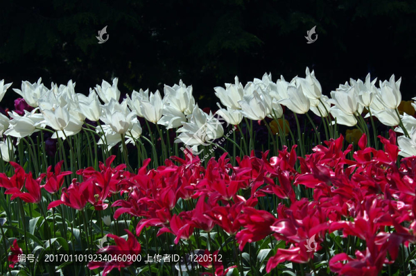 白triumphator和海綠