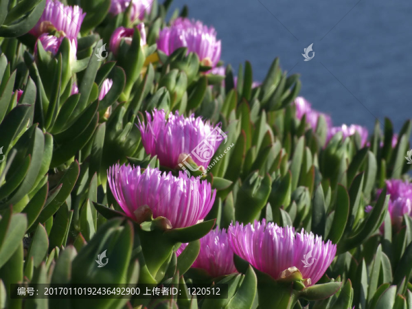 fucsia花-匯圖網(wǎng) www.fosd68.com fucsia花