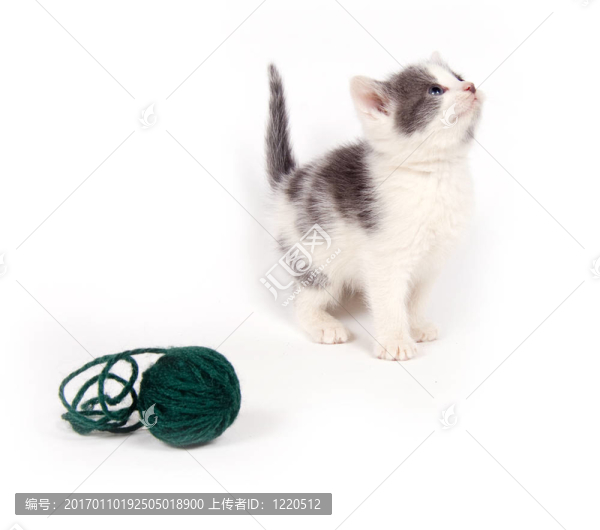 灰白色小貓?zhí)ь^看毛線