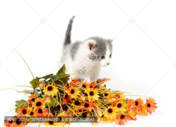 灰色和白色的小貓與花