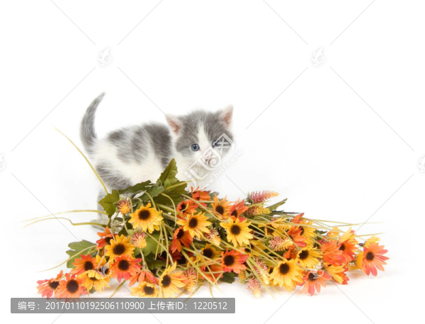 灰色和白色的小貓與花