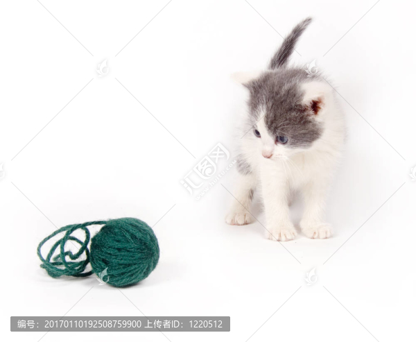 灰色和白色的小貓看著紗
