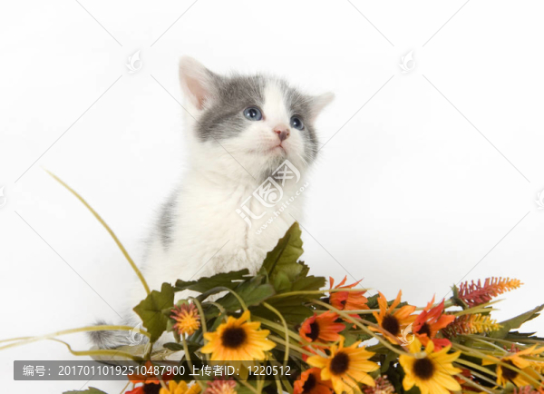 灰色和白色的小貓與花
