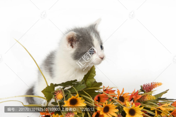 灰色和白色的小貓與花