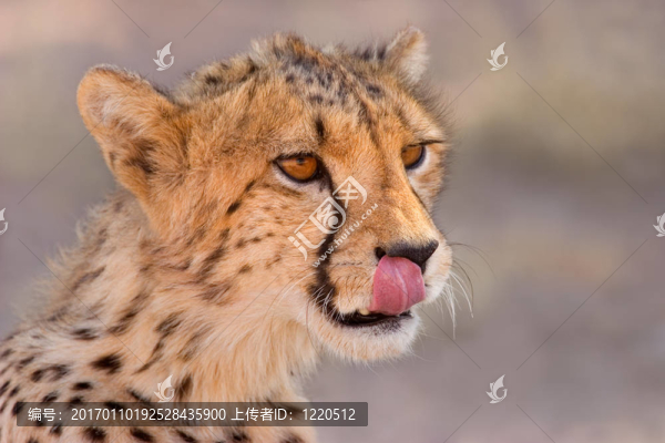獵豹的肖像