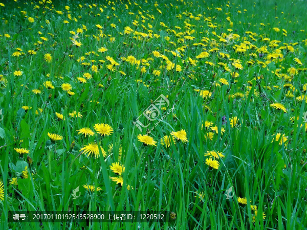 蒲公英的領(lǐng)域