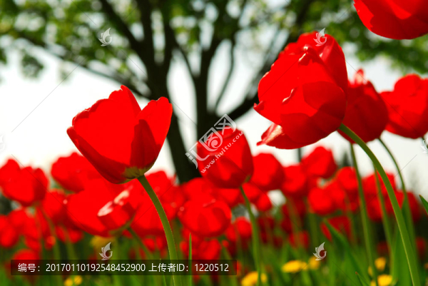 郁金香花田