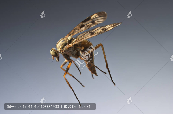 飛