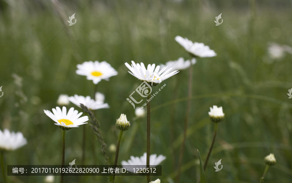 甘菊