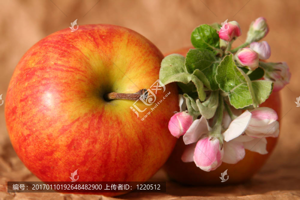 蘋果花