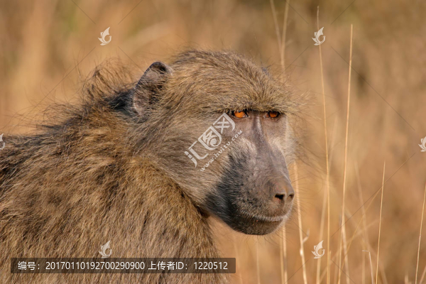 大狒狒