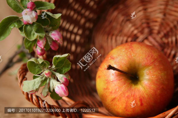 蘋果花