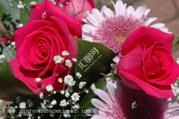 玫瑰和Chrysanthemums-匯圖網(wǎng) www.fosd68.com 玫瑰和Chrysanthemums