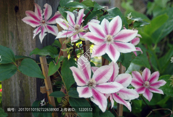 粉紅和White,Clematis