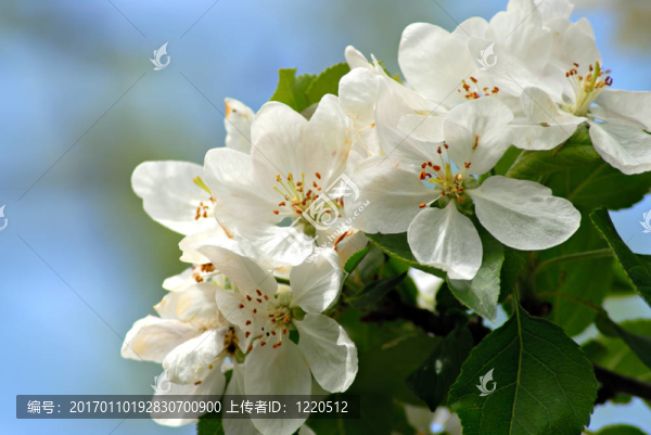 蘋(píng)果藍(lán)色天空