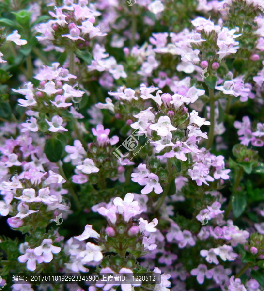 百里香花