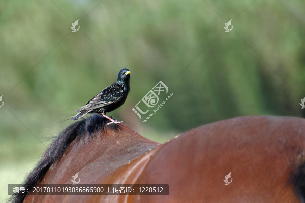 在馬Starling