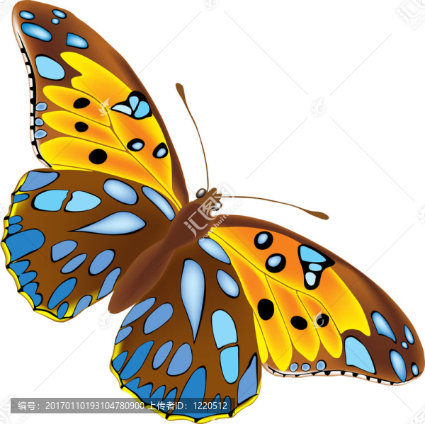 蝴蝶-匯圖網(wǎng) www.fosd68.com 蝴蝶