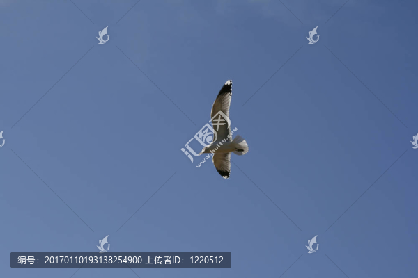 海鷗在天空翱翔