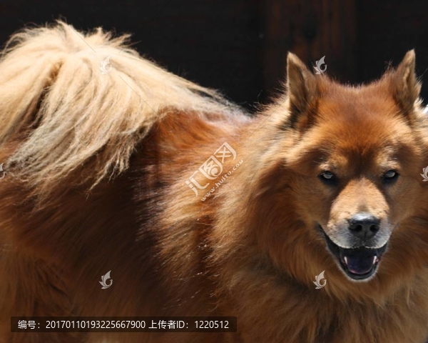 松獅犬