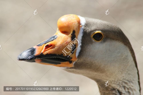 鵝簡(jiǎn)介