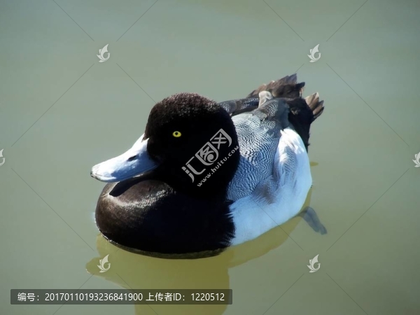 浮鴨