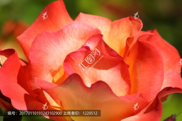 火紅的玫瑰2