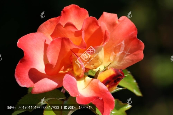 火紅的玫瑰