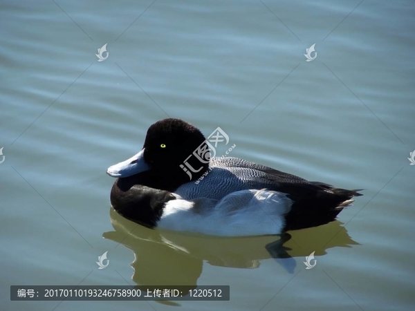 浮大斑背潛鴨