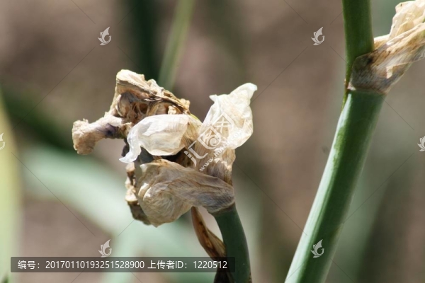 枯萎的花朵
