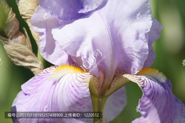 薰衣草虹膜特寫