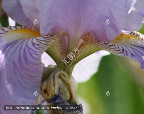 薰衣草虹膜特寫