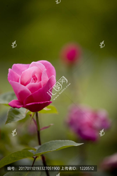 Pink,Rose