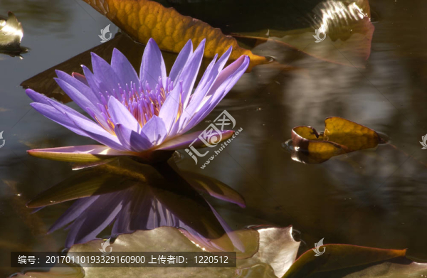 莉莉開(kāi)花水